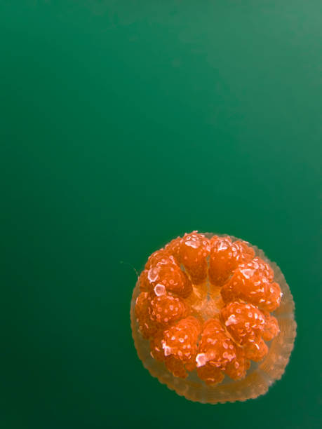 Bright Colored Jellyfish in Green Underwater Image