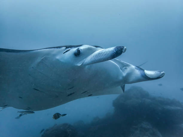 istock Manta Ray with Fins Curled Close Up Profile 1126000482