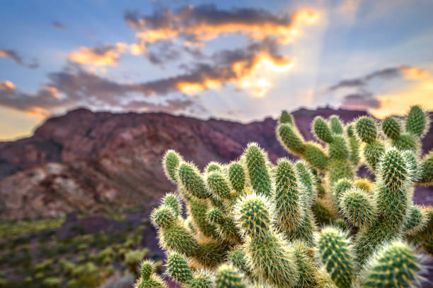 прыжки кактус cholla на пустынной горе - nevada desert landscape cactus стоковые фото и изображения