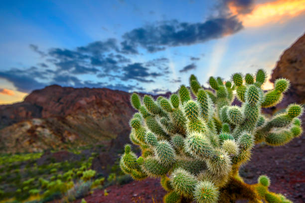 skoki cholla kaktus na pustynnej górze - nevada desert landscape cactus zdjęcia i obrazy z banku zdjęć