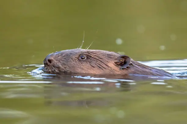 Photo of European beaver head swimming