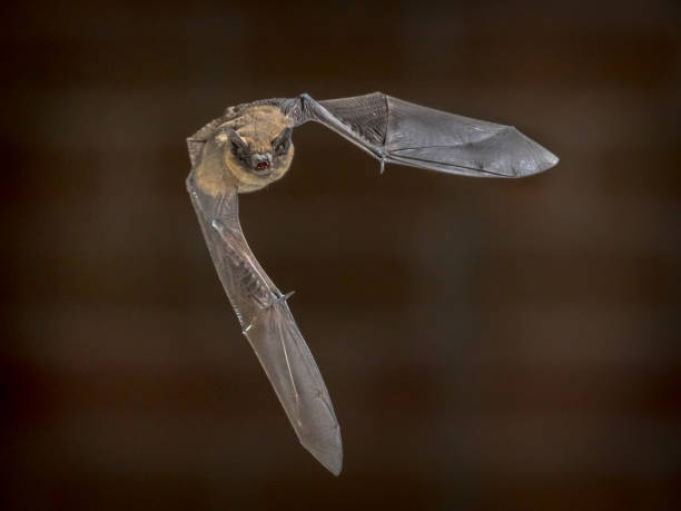 istock Flying Pipistrelle bat in front of brick wall 1126000940