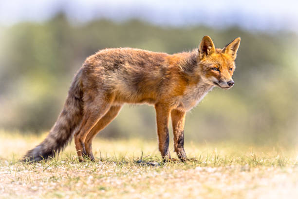 istock Red Fox in natural habitat 1126001503