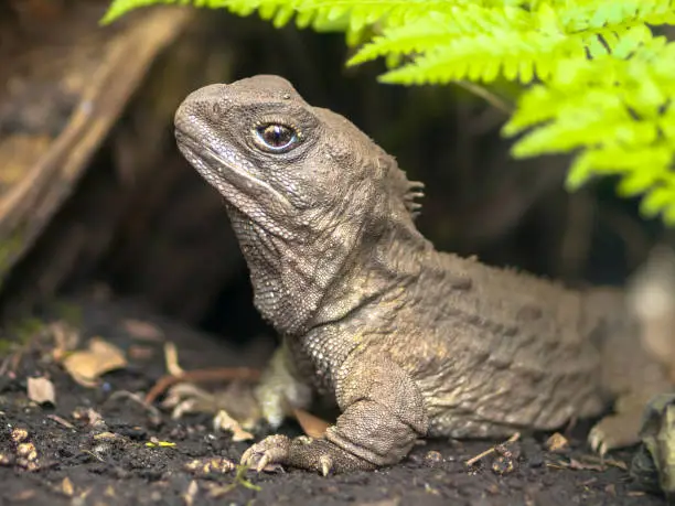 Photo of Tuatara native new zealand reptile emerging from burrow