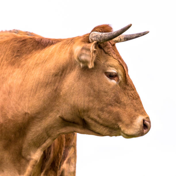 Cute cow portrait of young cattle with horns on white background seen from side