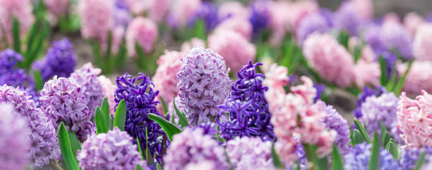 istock Large flower bed with multi-colored hyacinths, traditional easter flowers, flower background, easter background 1126001789