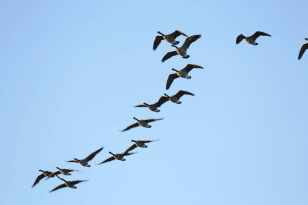 istock Flock of Canada Geese Flying East over Fraser Valley, Canada 1126001928