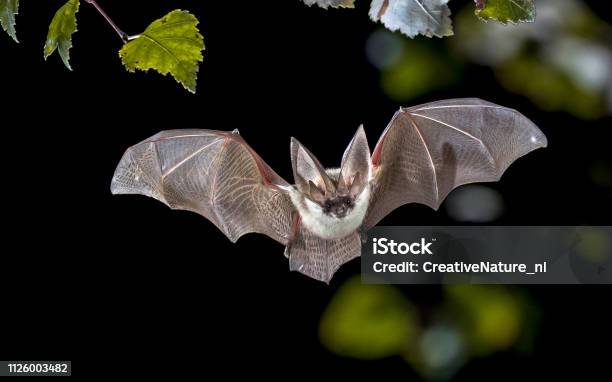 Fliegende Graue Lange Eared Fledermaus Im Wald Stockfoto und mehr Bilder von Fledermaus - Fledermaus, Fliegen, Tier