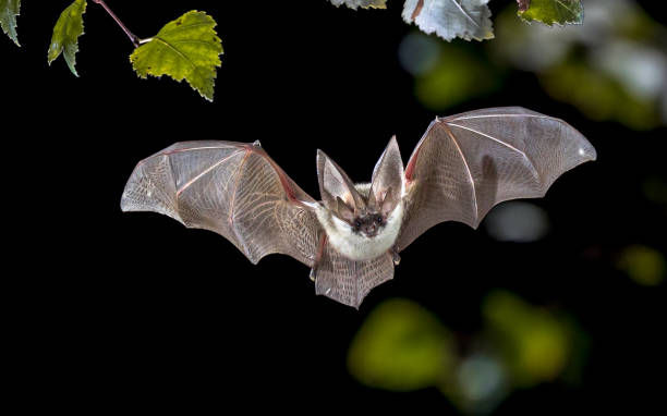 palo largo orejas gris volando en bosque - nocturnal animal fotografías e imágenes de stock