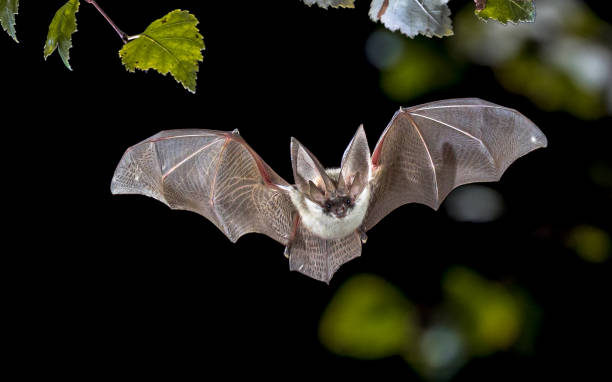 Flying Grey long eared bat in forest Flying bat hunting in forest. The grey long-eared bat (Plecotus austriacus) is a fairly large European bat. It has distinctive ears, long and with a distinctive fold. It hunts above woodland, often by day, and mostly for moths. bat animal photos stock pictures, royalty-free photos & images