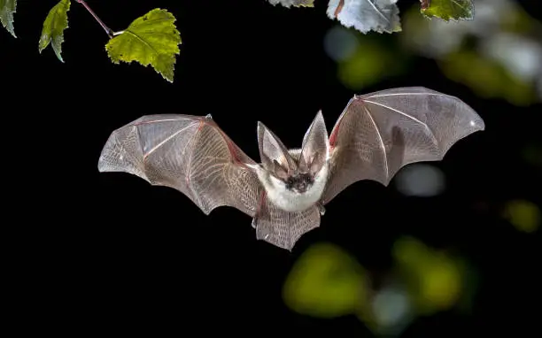 Photo of Flying Grey long eared bat in forest