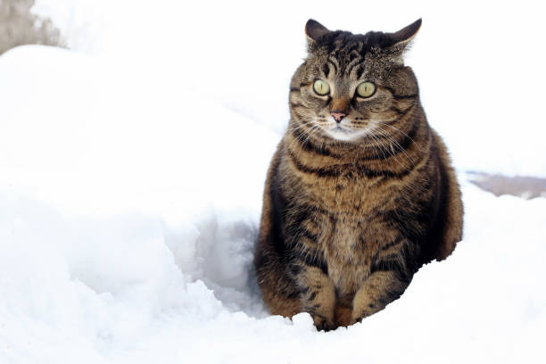 istock A small fat cat sits with a funny look in the snow 1126003598