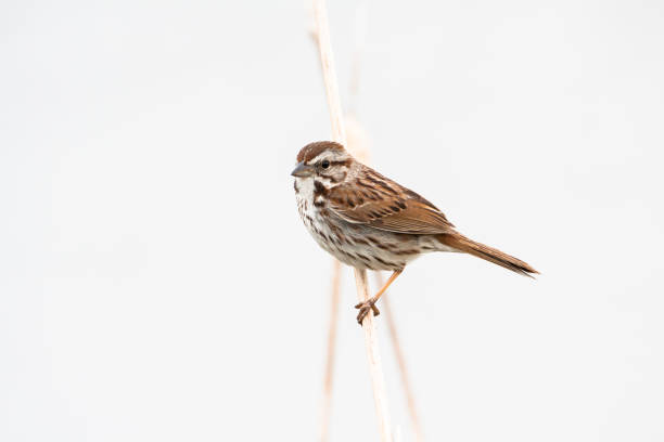 High key close-up of Song Sparrow standing on twig against white background Extreme closeup side view of cute brown little bird on cattail stem in full sunlight song sparrow stock pictures, royalty-free photos & images