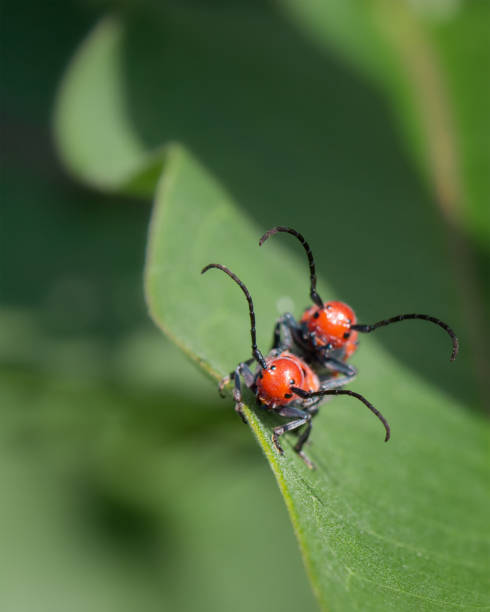istock Close-up of Red Milkweed Beetles coupling on green leaf 1126004758