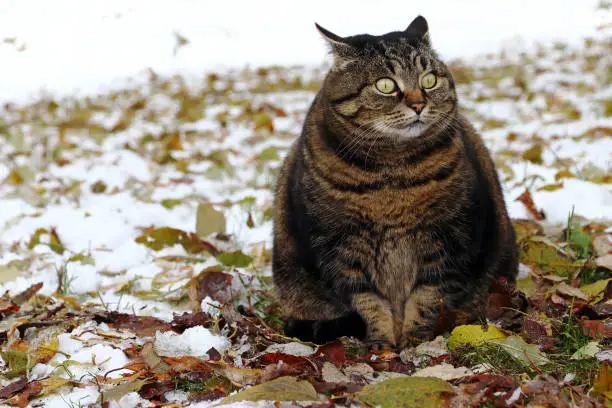 Photo of A small fat cat sits with a funny look in the foliage and snow