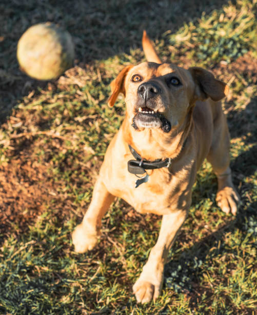 istock pet animals, dogs 1126006157