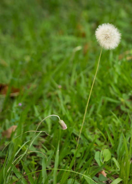 istock Wild dandelion at the green grass background field 1126007701