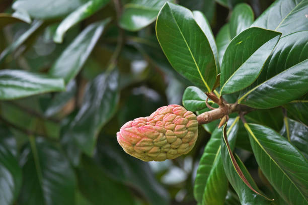 istock Fruit of the Magnolia grandiflora 1126007870