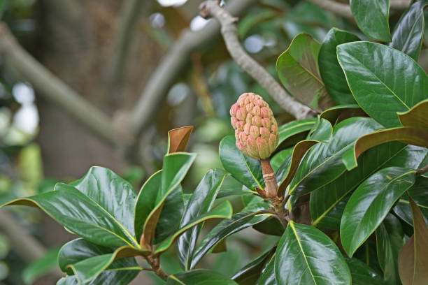 istock Fruit of the Magnolia grandiflora 1126007903