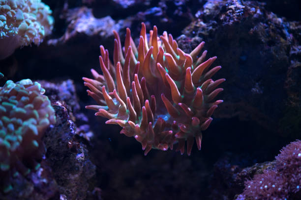 istock close up of red bubble tip anemone 1126007969