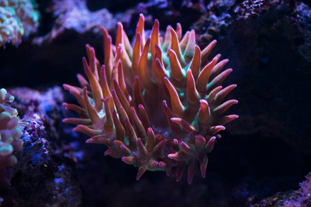 istock close up of red bubble tip anemone 1126007974