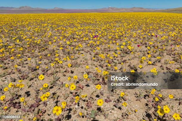 From Time To Time Rain Comes To Atacama Desert When That Happens Thousands Of Yellow Pata De Guanaco Flowers Grow Along The Desert From Seeds That Are From Hundreds Of Years Ago Amazing The Desierto Florido Phenomenom Stock Photo - Download Image Now