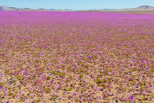 Atacama Desert located at North Chile is an amazing place to enjoy the vast desert extensions full of salt lakes, salt flats, sand, beautiful beaches and an awesome night sky and when the rain comes millions of flowers blooming making a wonderful landscape called the \