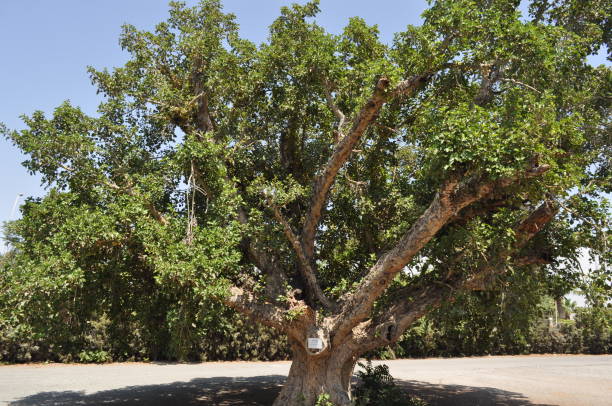 The beautiful Ficus Sycomorus in farmland stock photo
