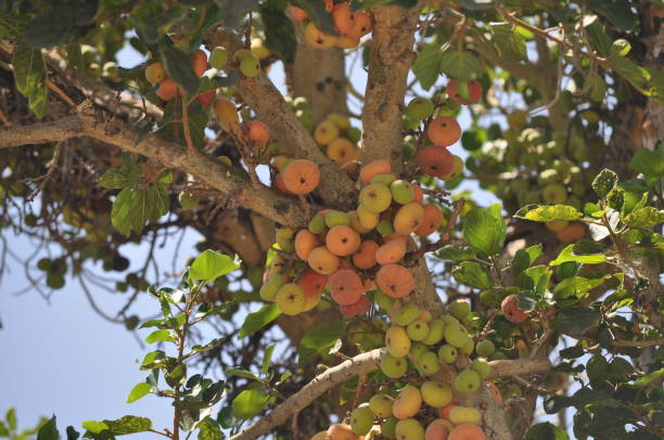 istock The beautiful Ficus Sycomorus in farmland 1126008936