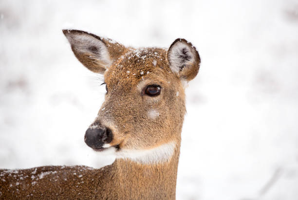 istock Headshot of single deer in the snow 1126009066