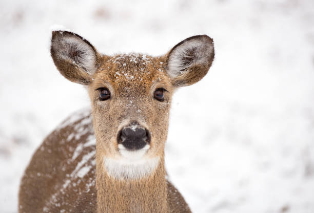 istock Headshot of single deer in the snow 1126009067