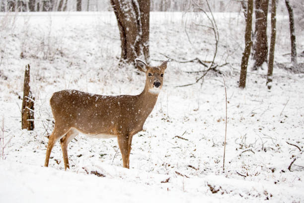 istock Single deer standing in the snow in the forest 1126009069