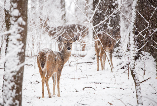 Deer family in the snow