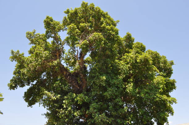istock The beautiful Ficus Sycomorus in farmland 1126009090