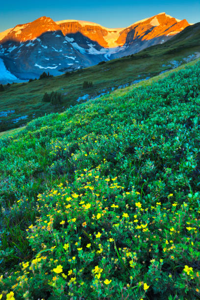 istock Jasper National Park in Alberta Canada 1126010062