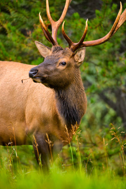 istock Jasper National Park in Alberta Canada 1126010093