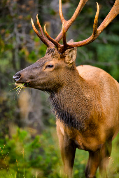 istock Jasper National Park in Alberta Canada 1126010096