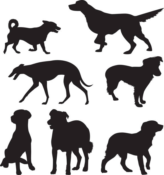 illustrations, cliparts, dessins animés et icônes de silhouettes de chien 10 - dog greyhound whippet isolated