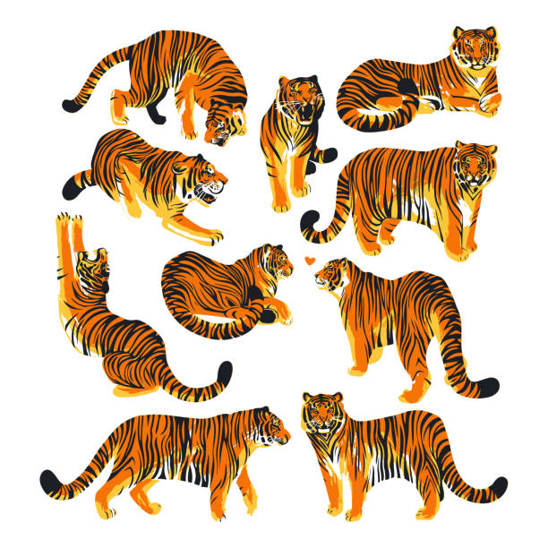 Graphic collection of tigers in different poses. Graphic collection of tigers in different poses. Vector exotic design elements isolated on white background tiger illustrations stock illustrations