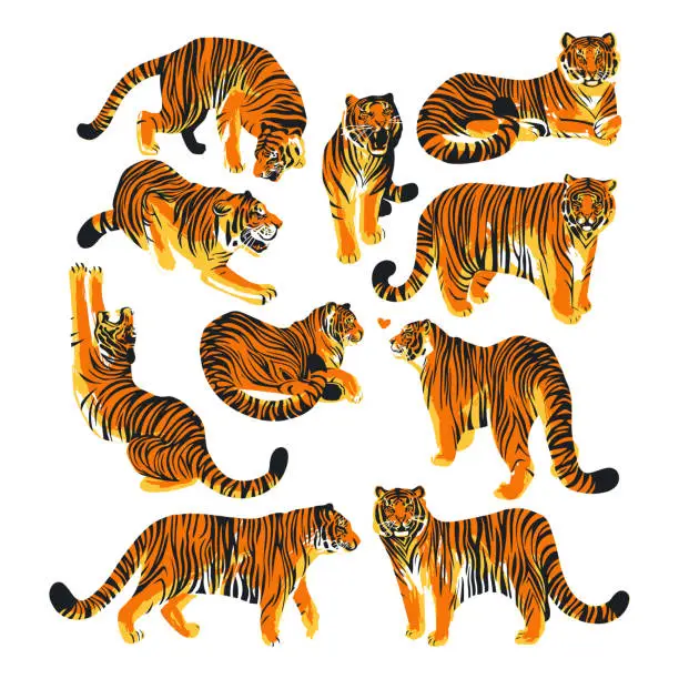 Vector illustration of Graphic collection of tigers in different poses.