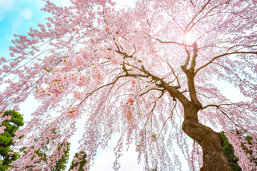 Full bloom Sakura - Cherry Blossom in Hirosaki, japan