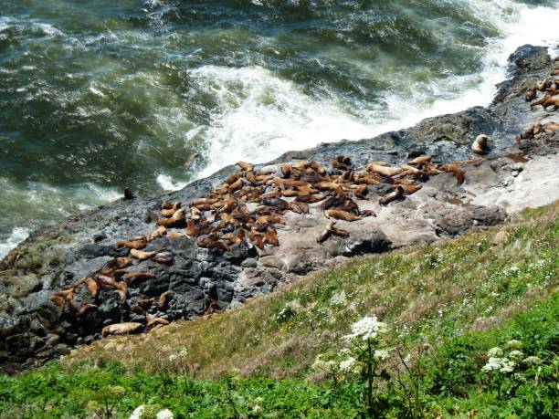 Along Oregon Coast, Oregon, USA