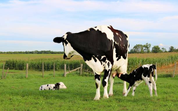 mucca holstein in piedi nel prato con i suoi vitelli gemelli appena nati - domestic cattle calf mother field foto e immagini stock