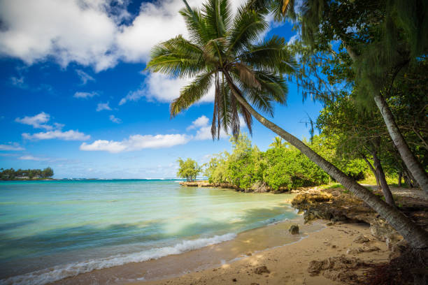 istock palm tree in a nice quiet bay, oahu, hawai'i 1126017624