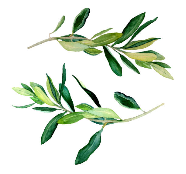 ilustrações, clipart, desenhos animados e ícones de 2-ramos-de-oliva - olive green illustration and painting backgrounds watercolor painting