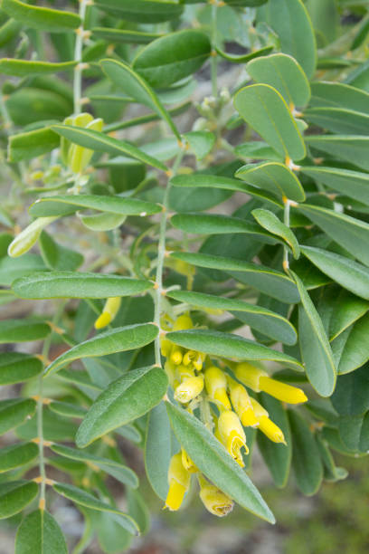 istock Yellow Necklacepod Bush with Yellow Flowers 1126019646