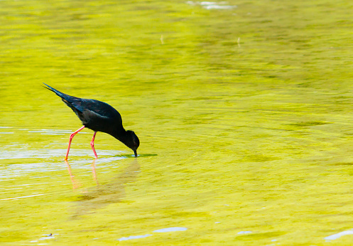 Black stilt feeding with beak submerged into water.