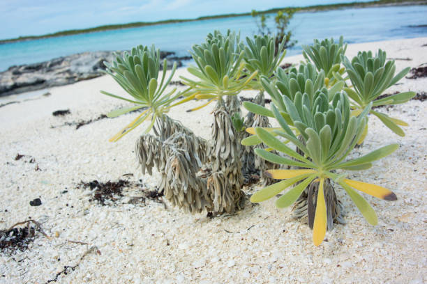 Sea Lavender Growing on Bahamas Beach whirled green leaves of Sea Lavender growing in sand on Great Exuma Island in the Bahamas exuma stock pictures, royalty-free photos & images