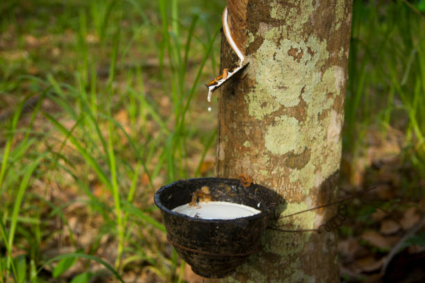 istock Rubber Tree Plantation in Thailand 1126020393