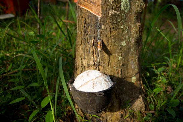 istock Rubber Tree Plantation in Thailand 1126020447